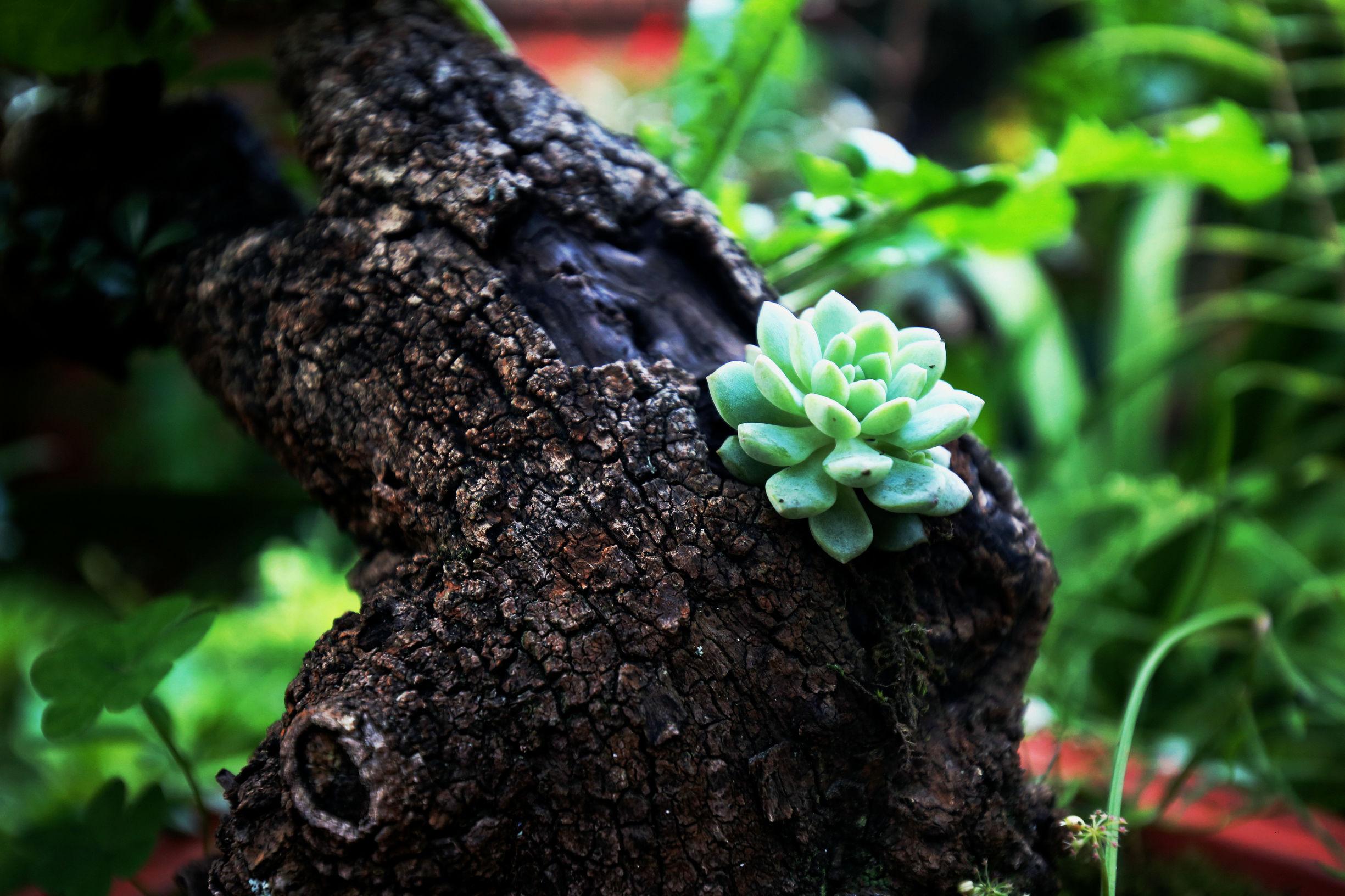 佳能中国官网：一站式摄影器材选购与售后服务平台